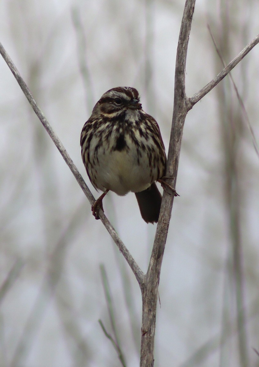 strnadec zpěvný - ML646095876