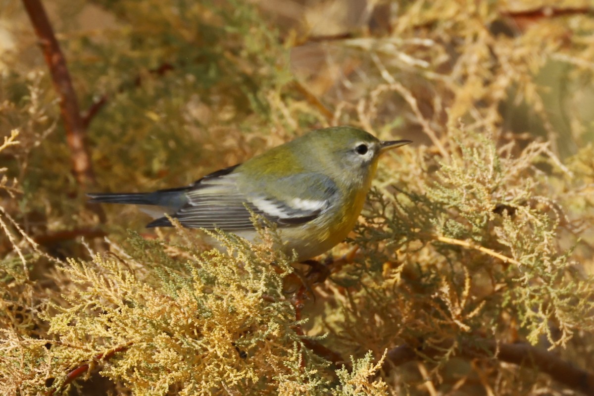 Northern Parula - ML646095884