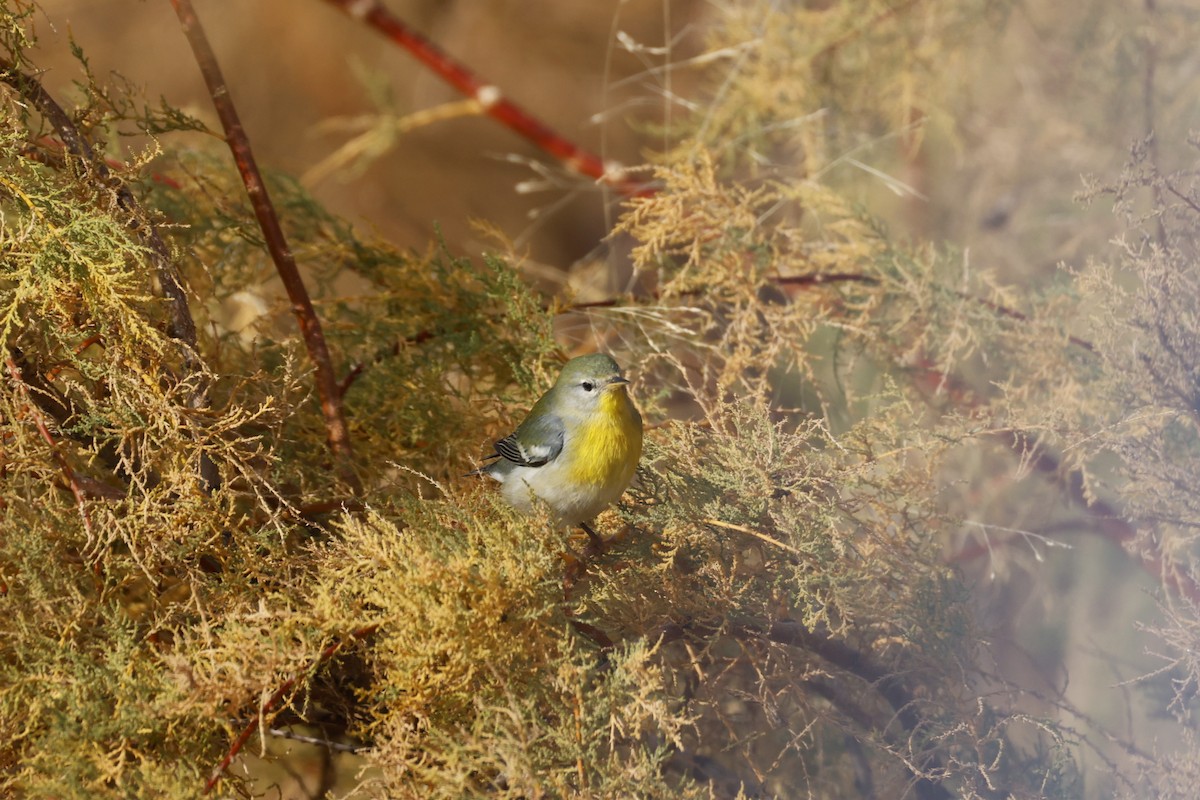 Northern Parula - ML646095885