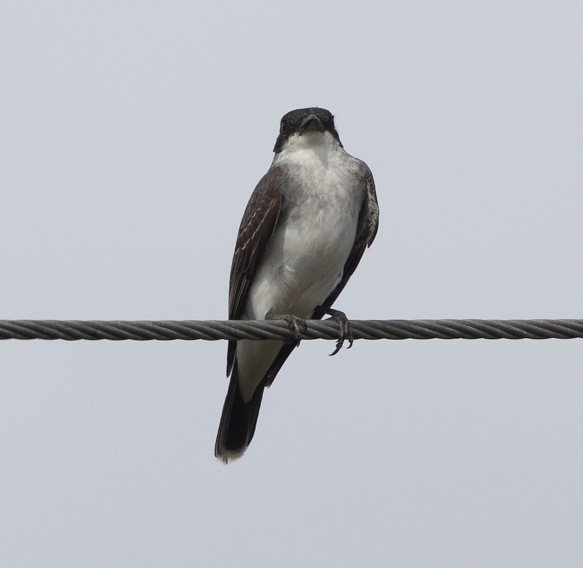 Tirano Oriental - ML646095888