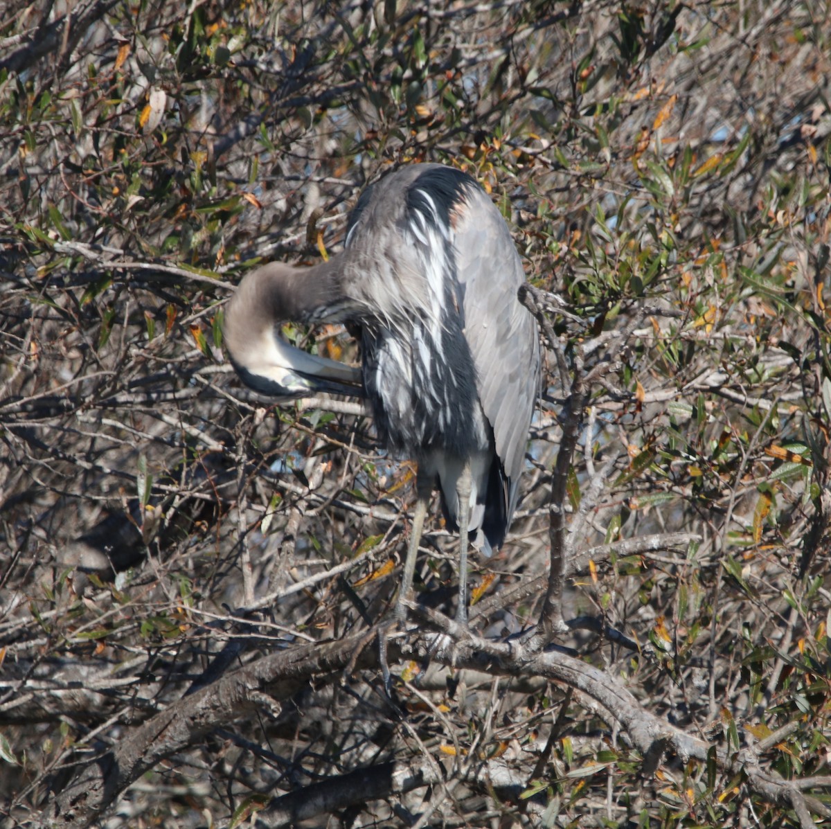 オオアオサギ - ML646095889