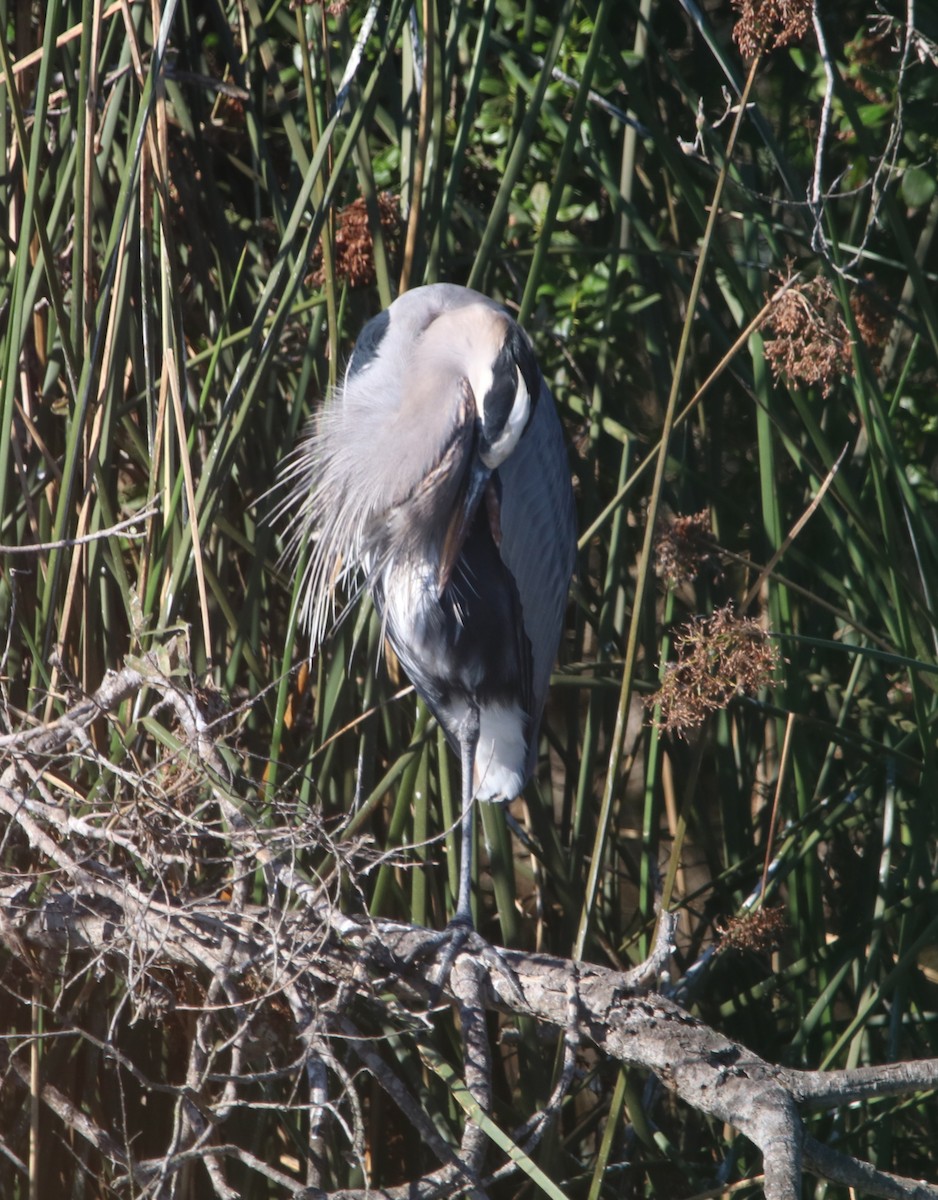 オオアオサギ - ML646095890