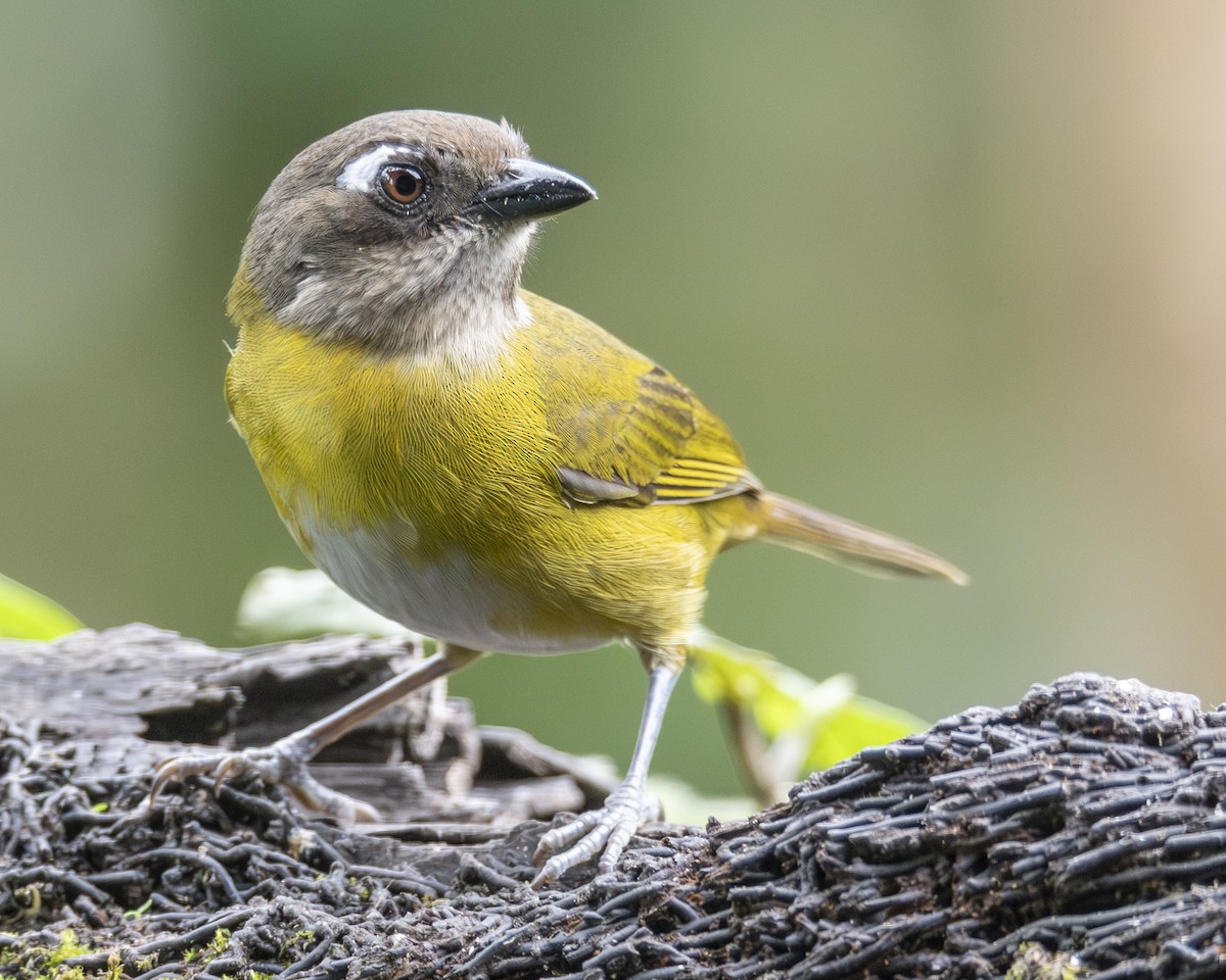 Common Chlorospingus - ML646095893