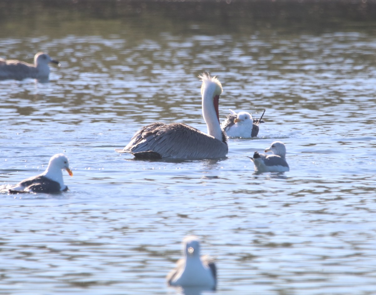 Brown Pelican - ML646095895
