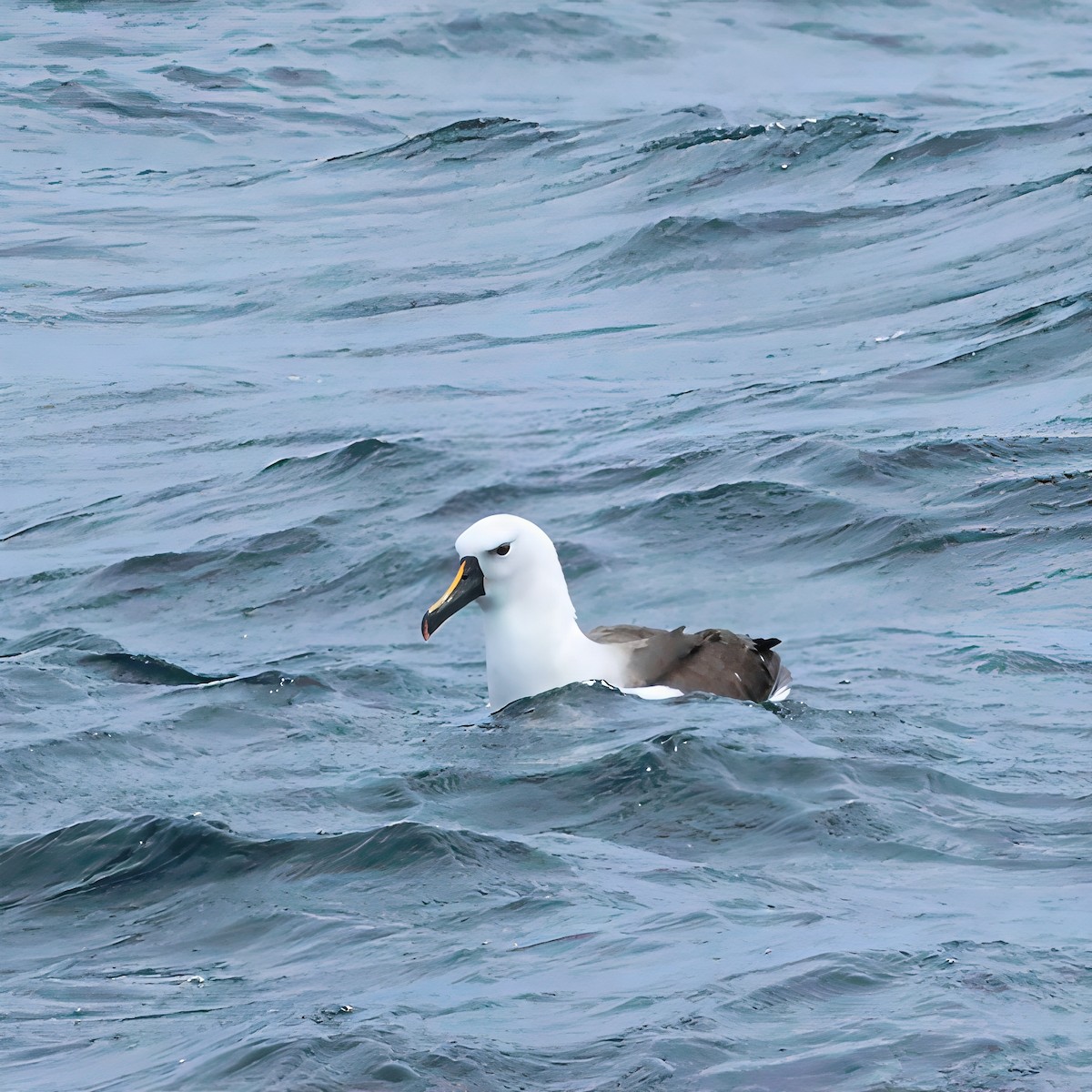 Indian Yellow-nosed Albatross - ML646095896