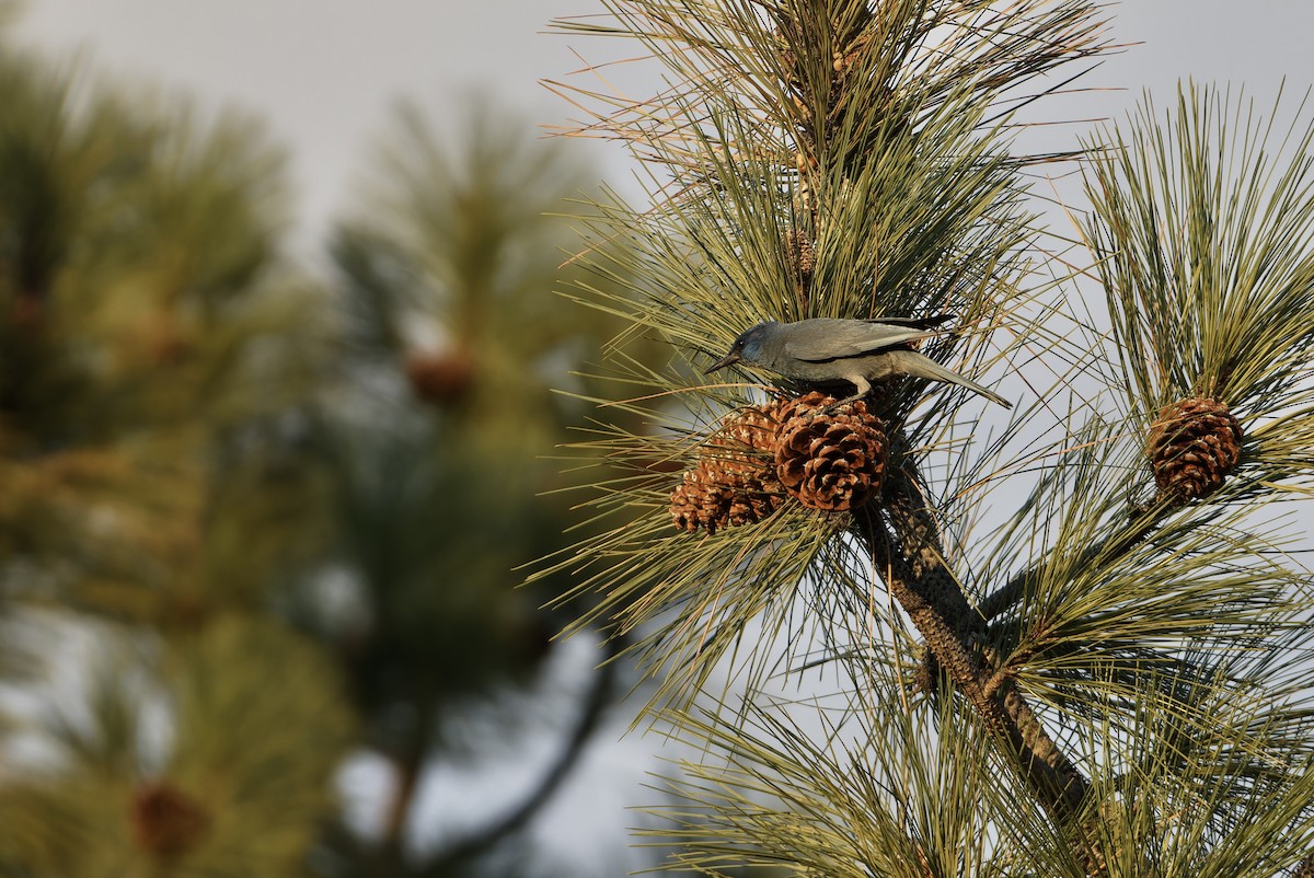 sojka modrá - ML646095898