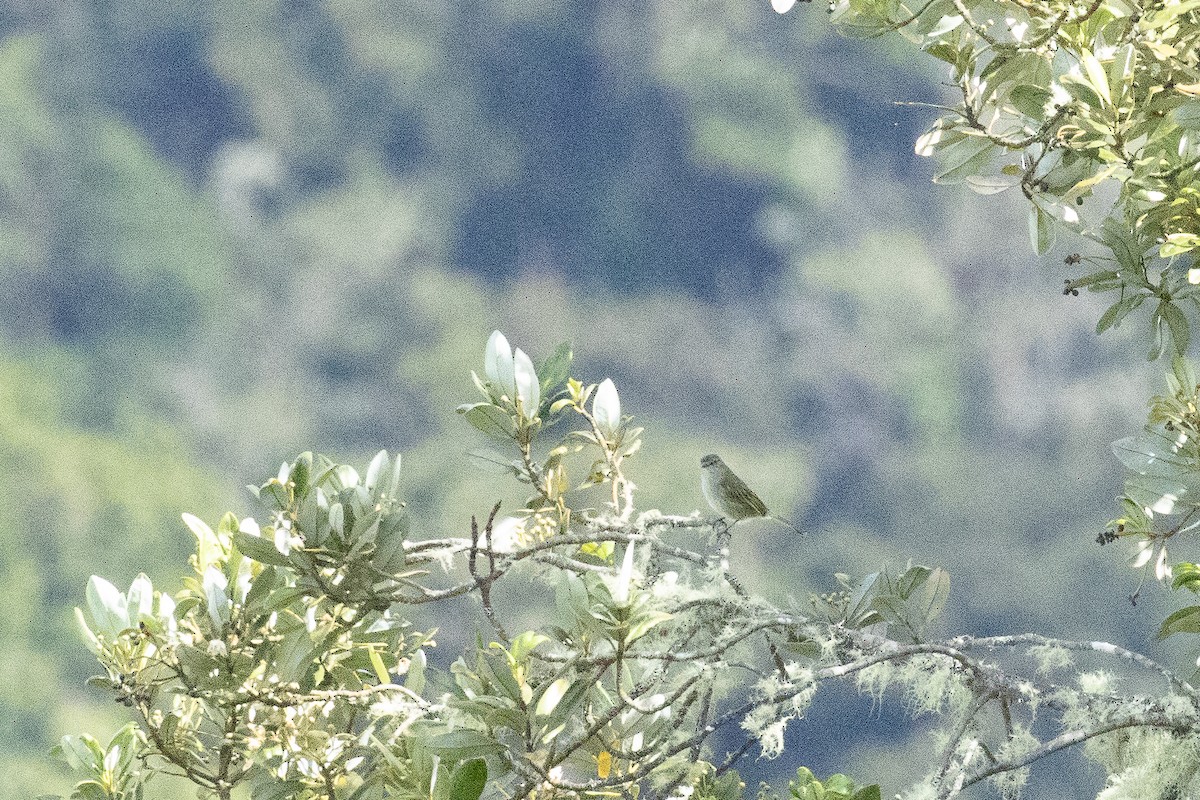 Mistletoe Tyrannulet - ML646095900