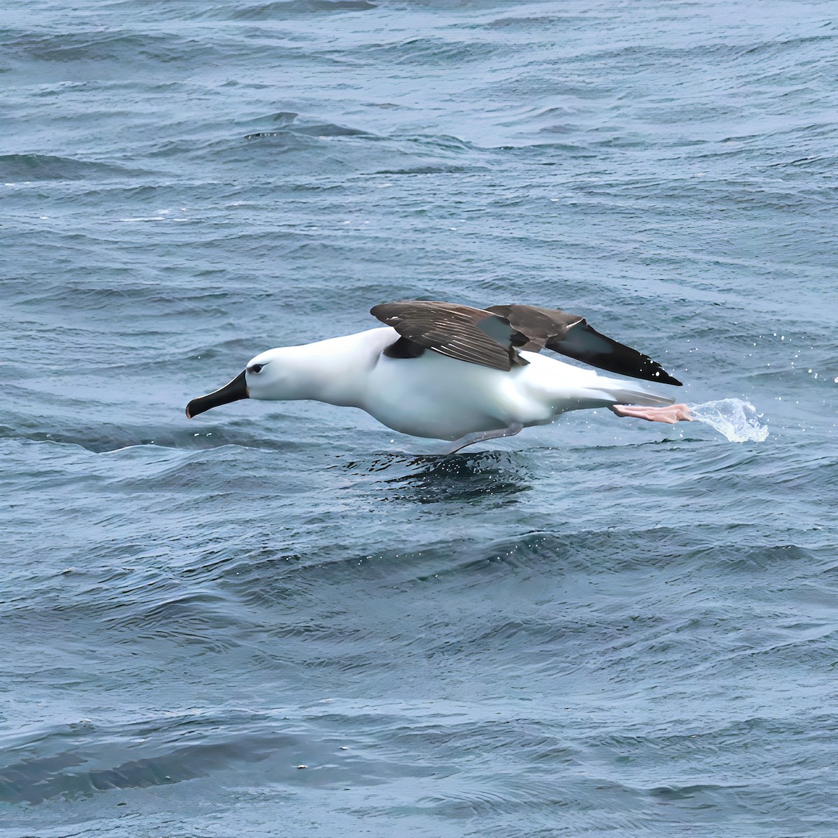 Indian Yellow-nosed Albatross - ML646095902