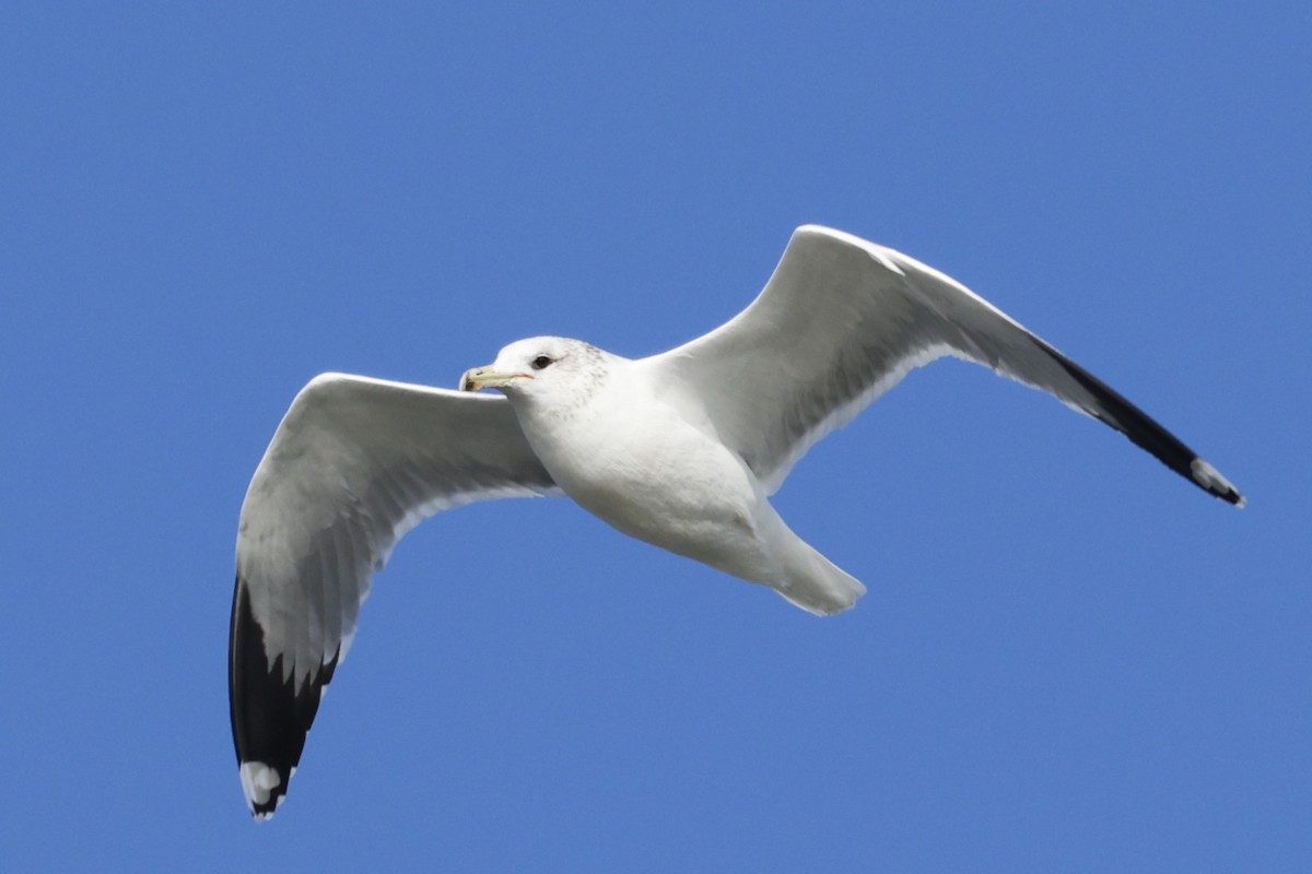 California Gull - ML646095903