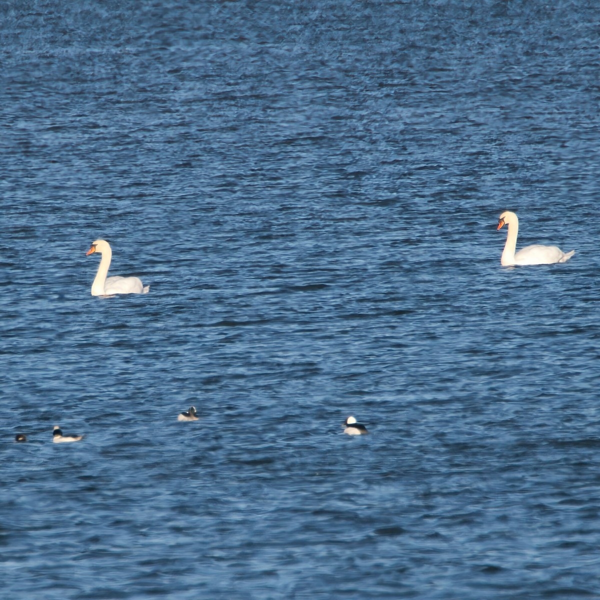 Mute Swan - ML646095905