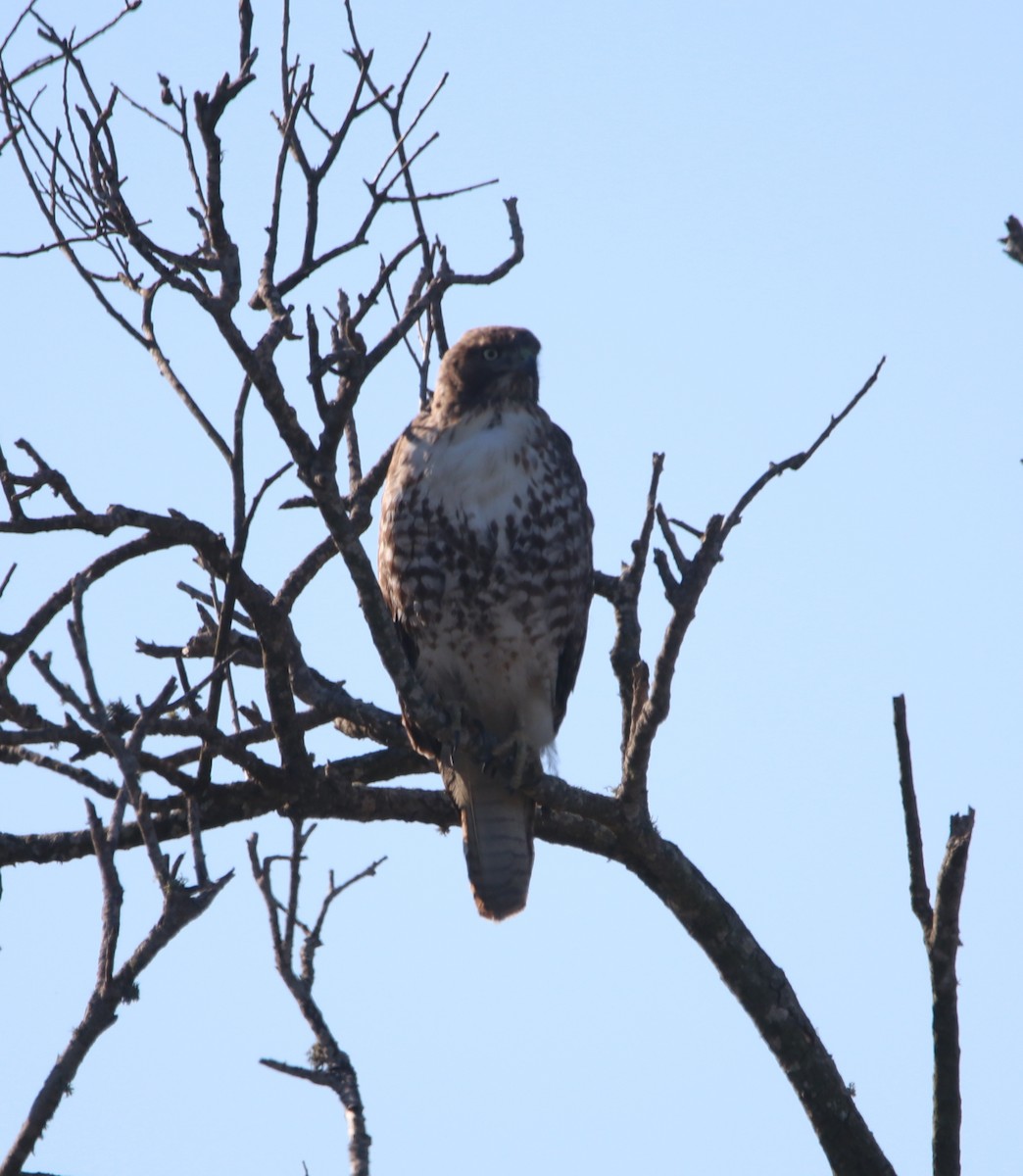 Red-tailed Hawk - ML646095906