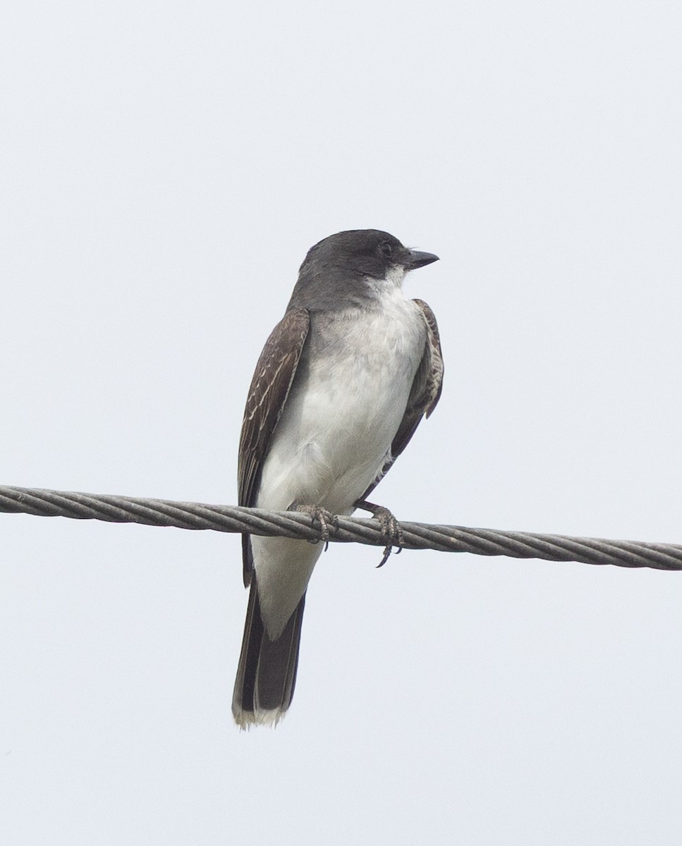 Tirano Oriental - ML646095908