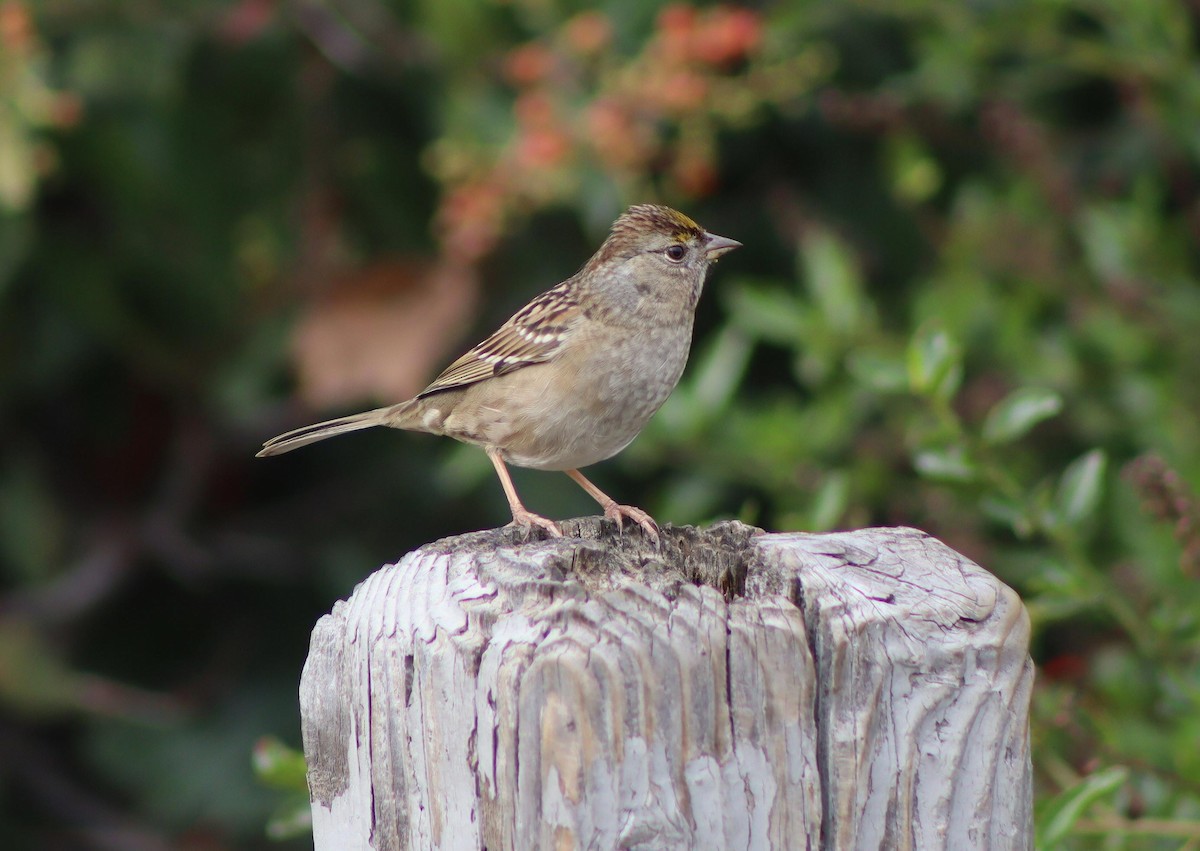 Golden-crowned Sparrow - ML646095909