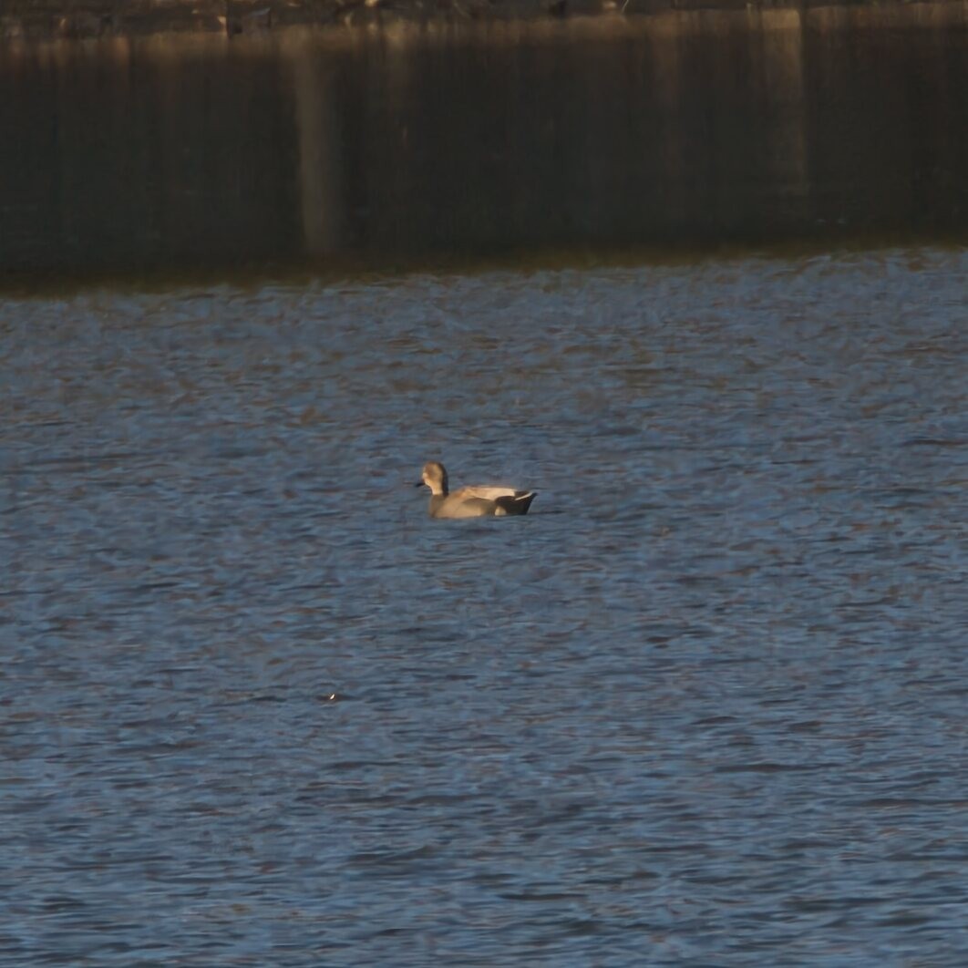 Gadwall - ML646095910