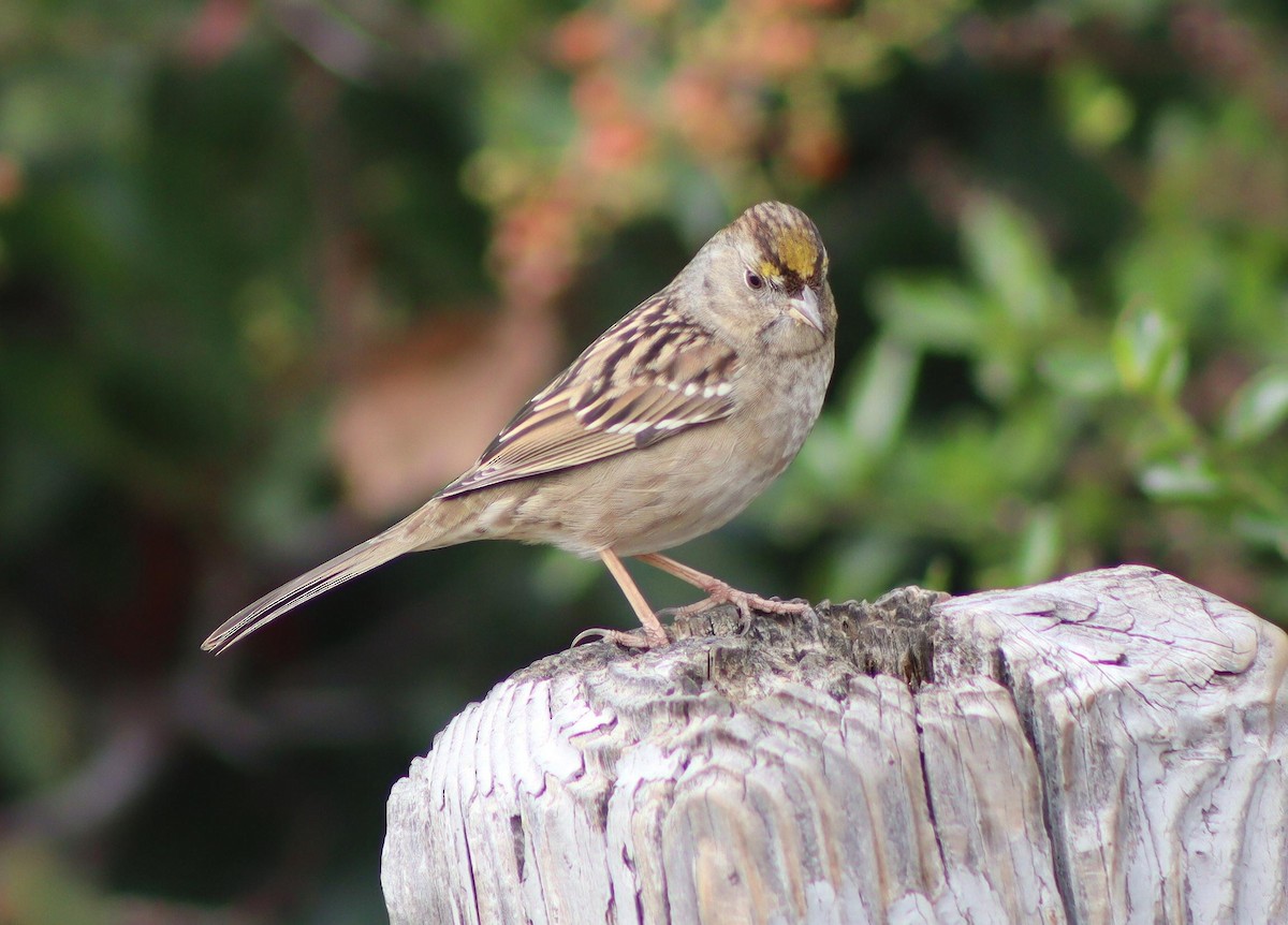 Golden-crowned Sparrow - ML646095911