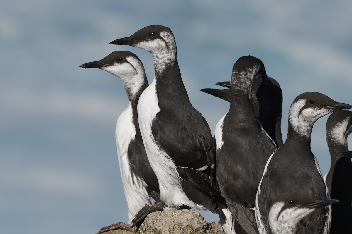 Common Murre - ML646095912