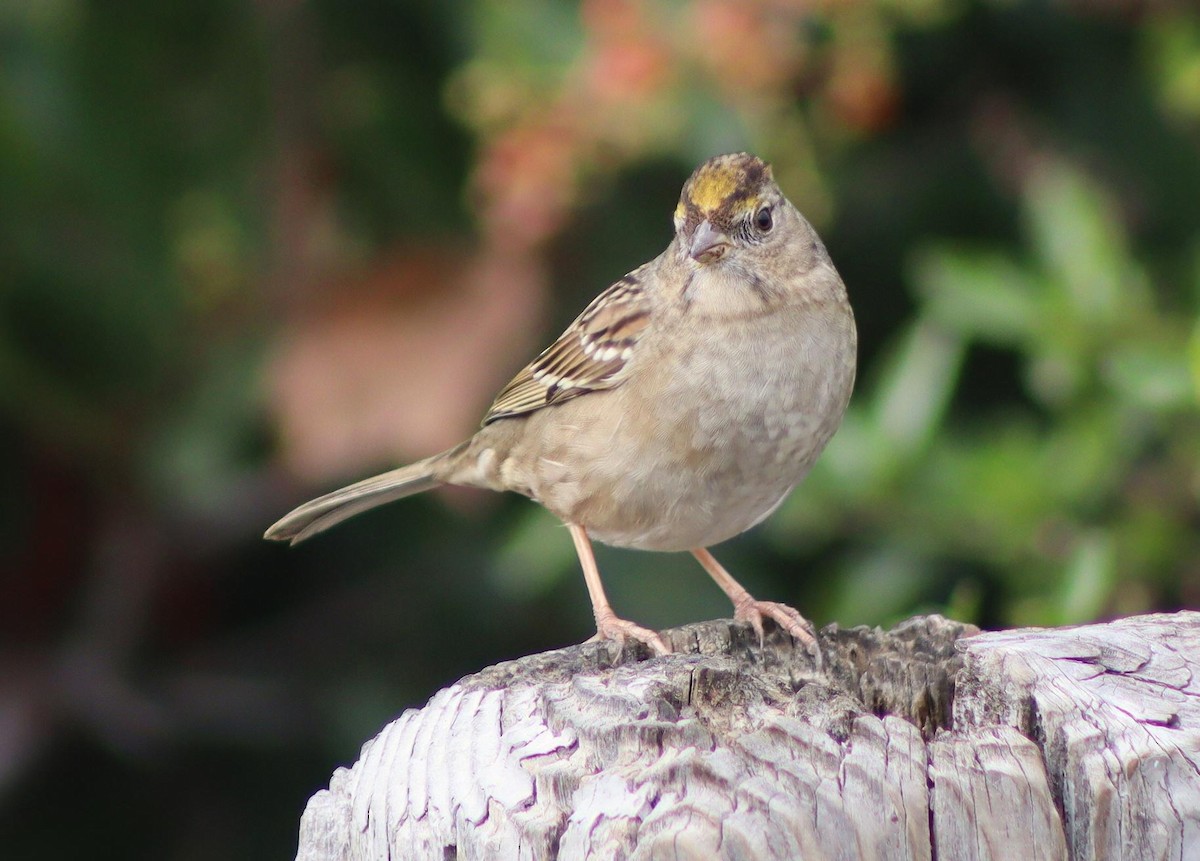 Golden-crowned Sparrow - ML646095917