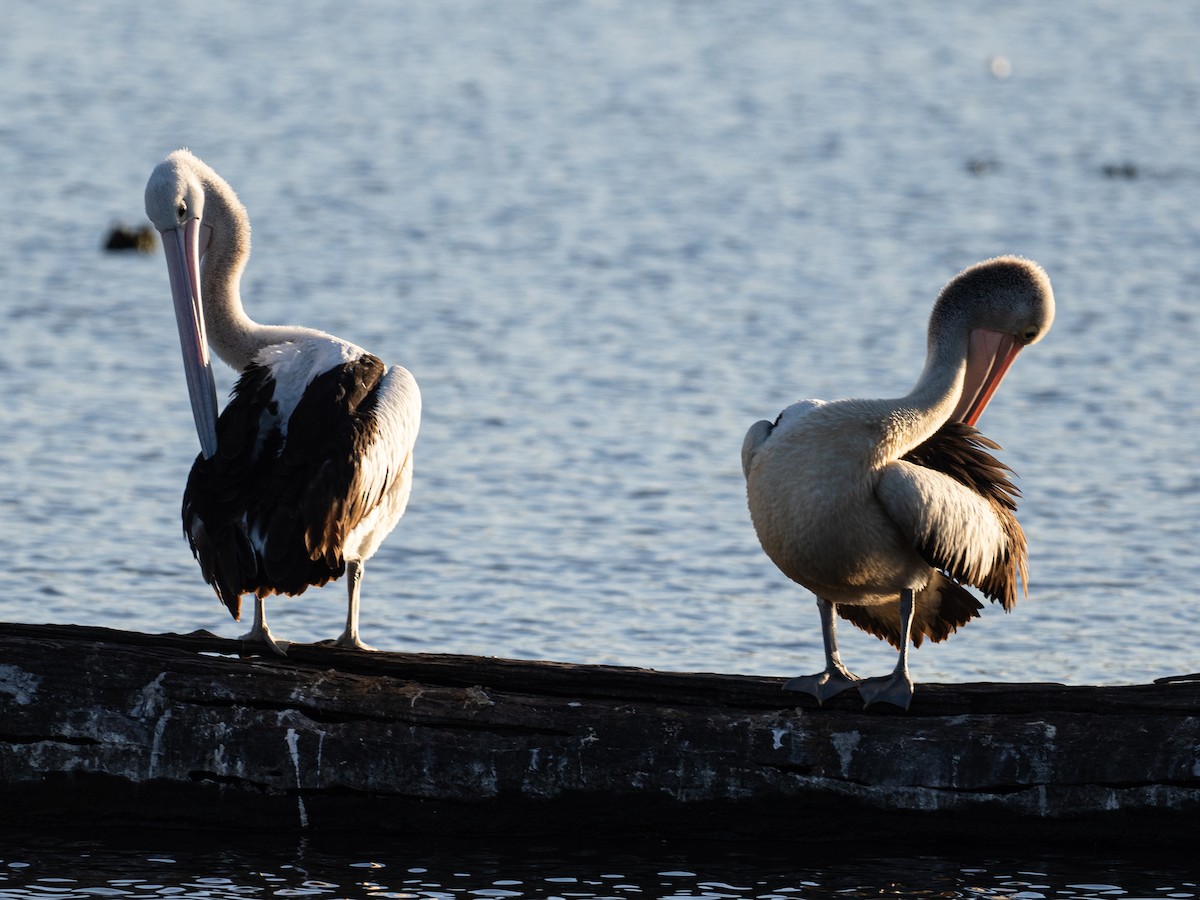 Australian Pelican - ML646095918