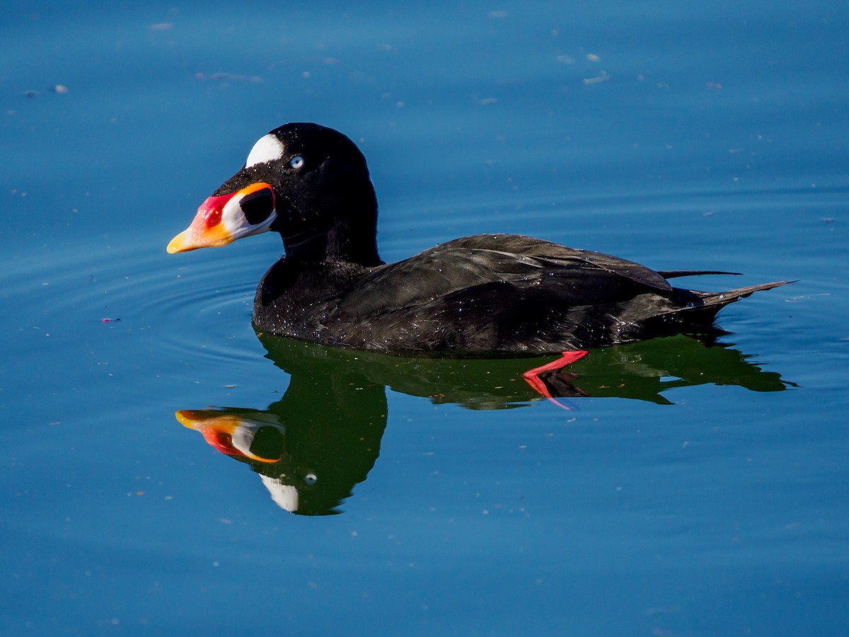 Surf Scoter - ML646095919