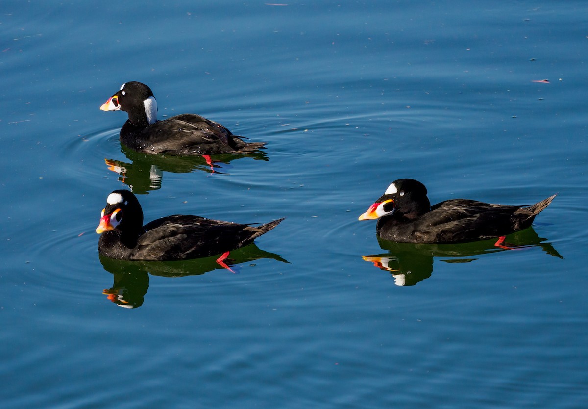 Surf Scoter - ML646095920