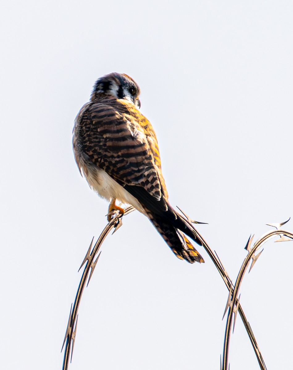 American Kestrel - ML646095921