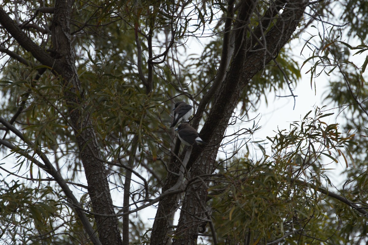White-breasted Woodswallow - ML646095922