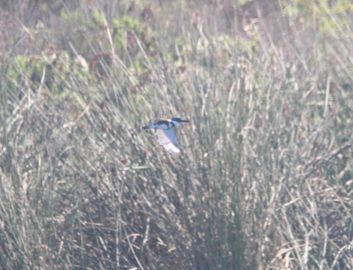 Belted Kingfisher - ML646095923