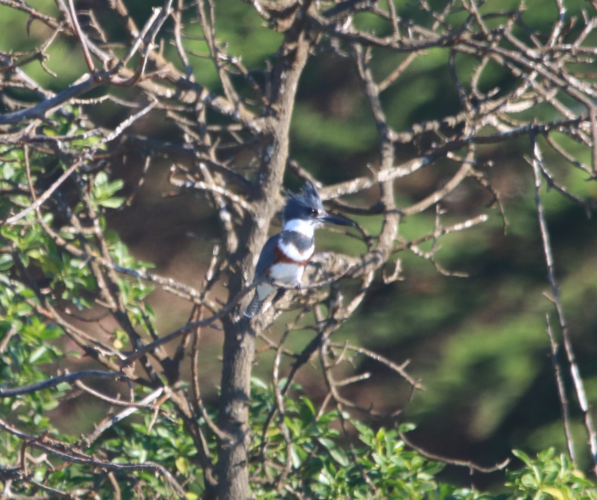 Belted Kingfisher - ML646095924