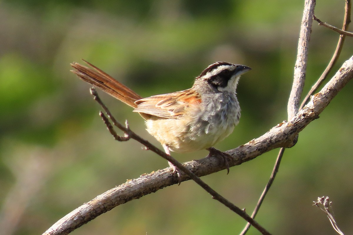 Stripe-headed Sparrow - ML646095926
