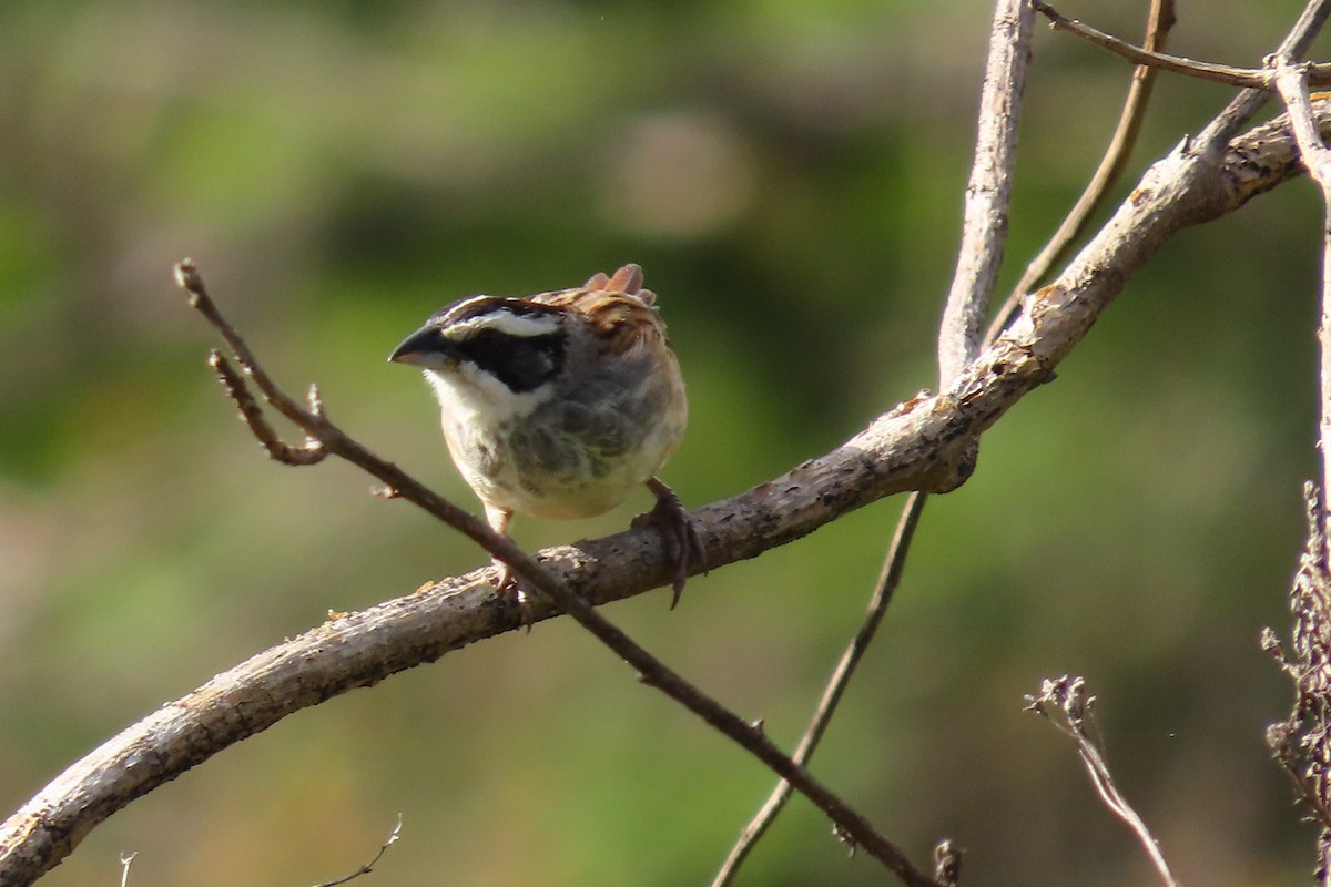 Stripe-headed Sparrow - ML646095927