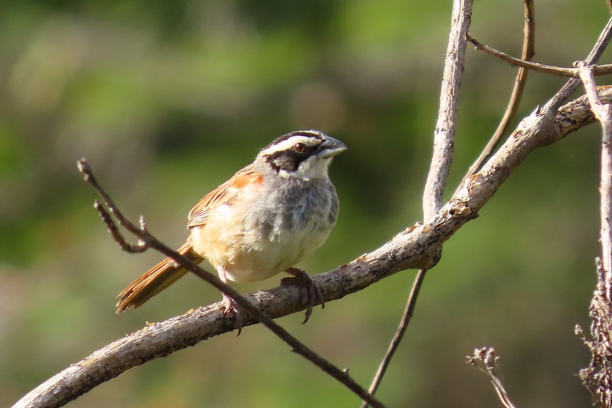 Stripe-headed Sparrow - ML646095928