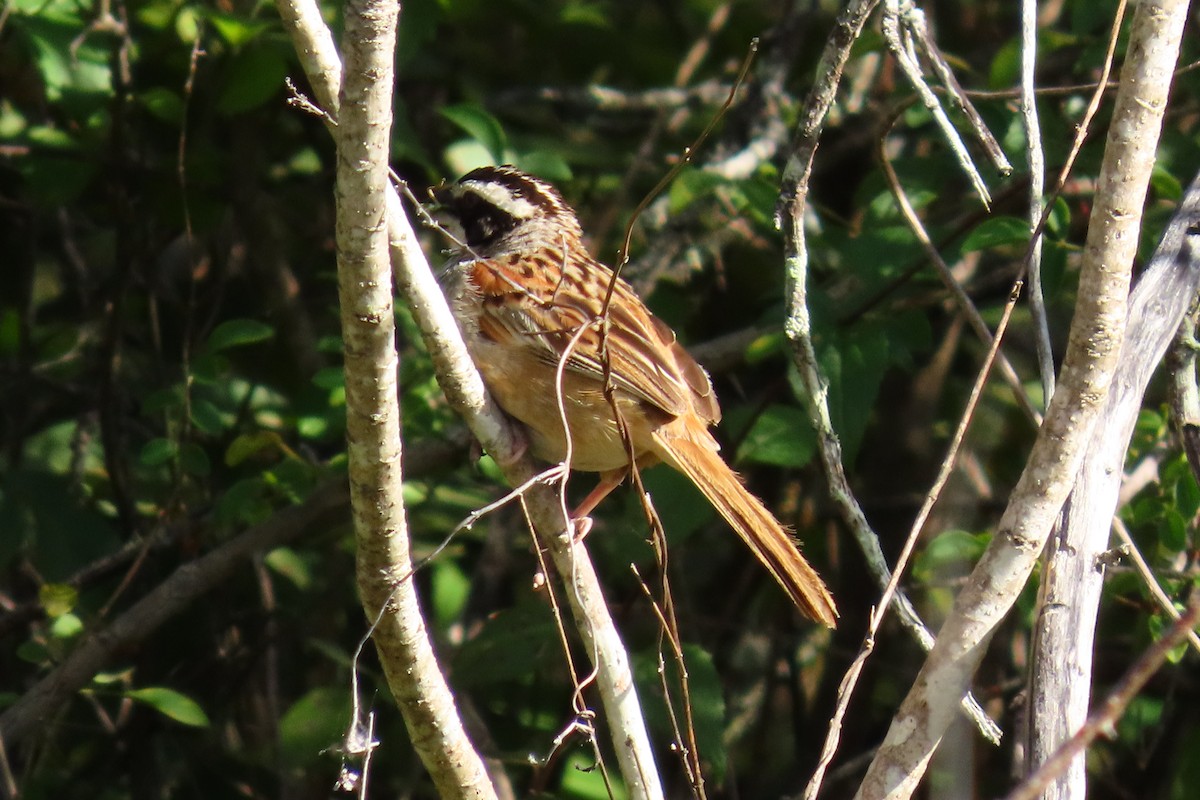 Stripe-headed Sparrow - ML646095929