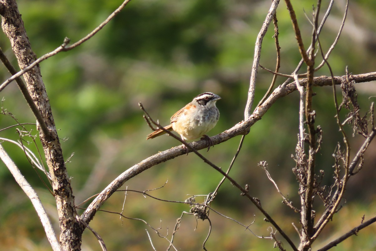 Stripe-headed Sparrow - ML646095930