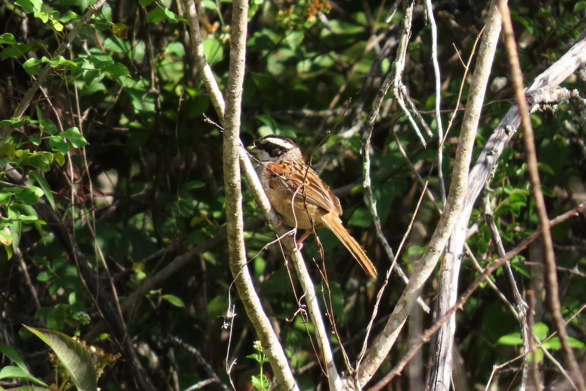 Stripe-headed Sparrow - ML646095931