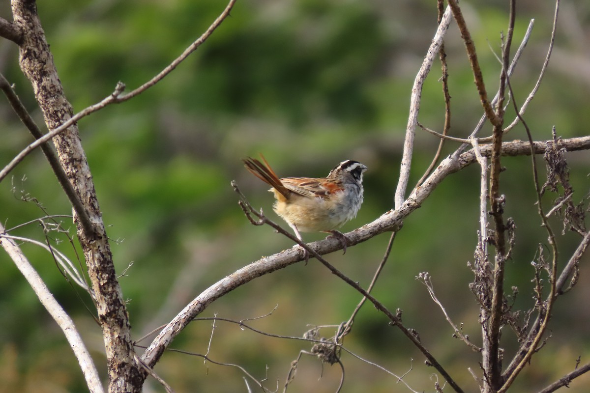Stripe-headed Sparrow - ML646095932