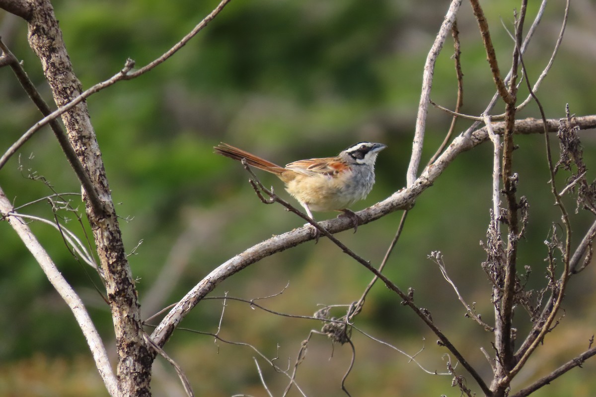 Stripe-headed Sparrow - ML646095933