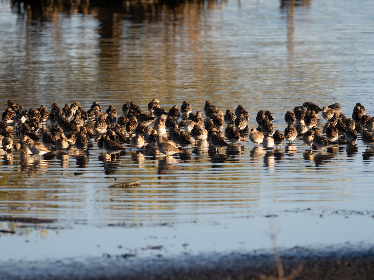 Sharp-tailed Sandpiper - ML646095935