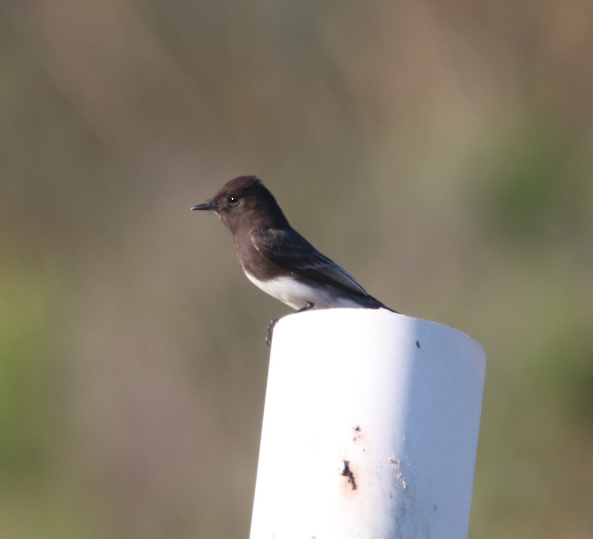 Black Phoebe - ML646095936