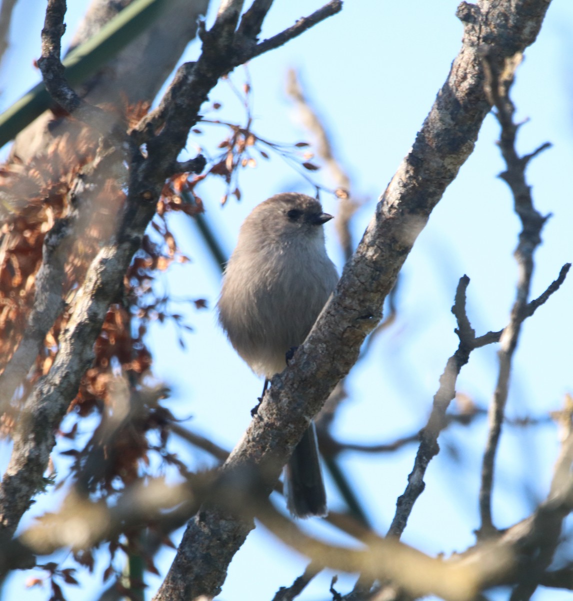 Bushtit - ML646095938