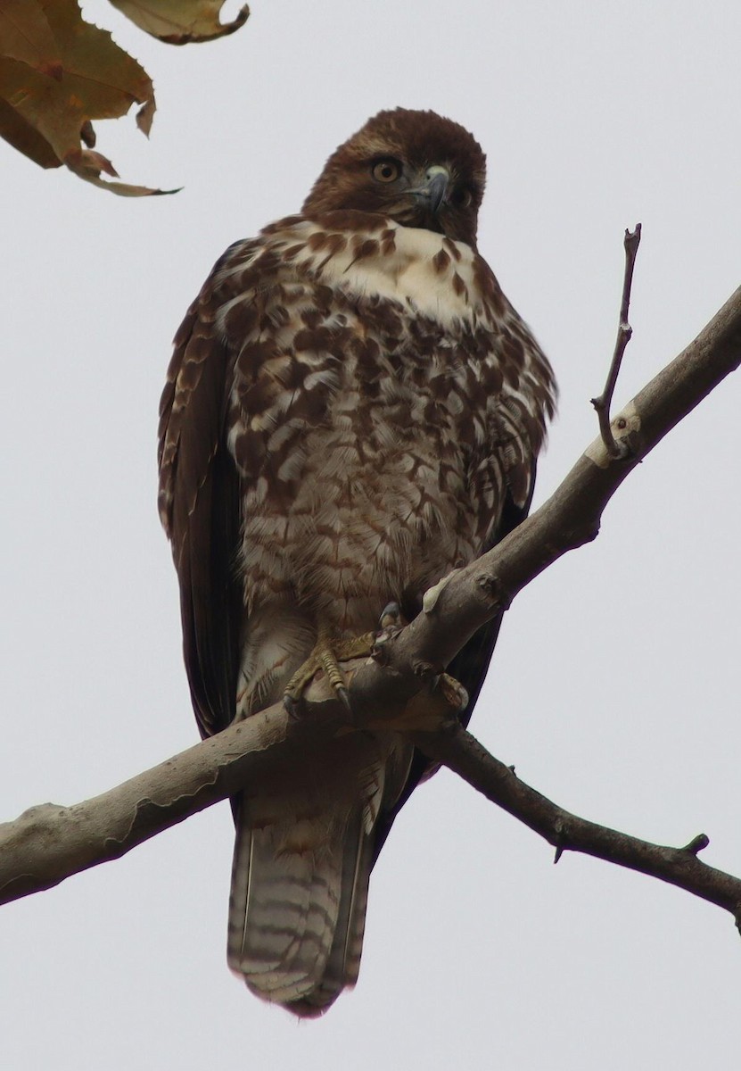 Red-tailed Hawk - ML646095939