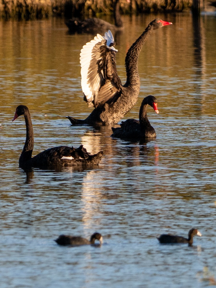 Black Swan - ML646095940
