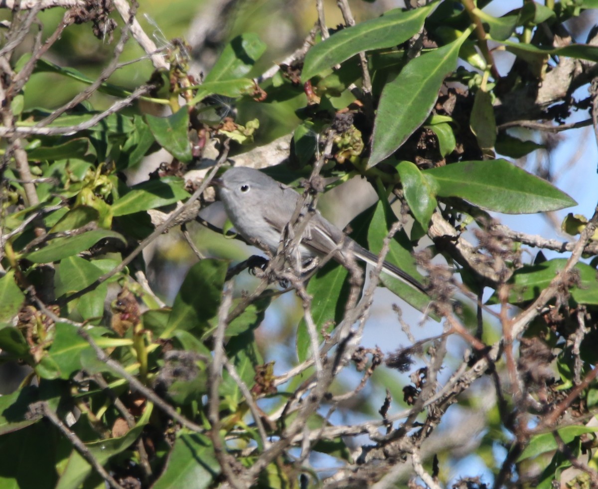 ブユムシクイ - ML646095941