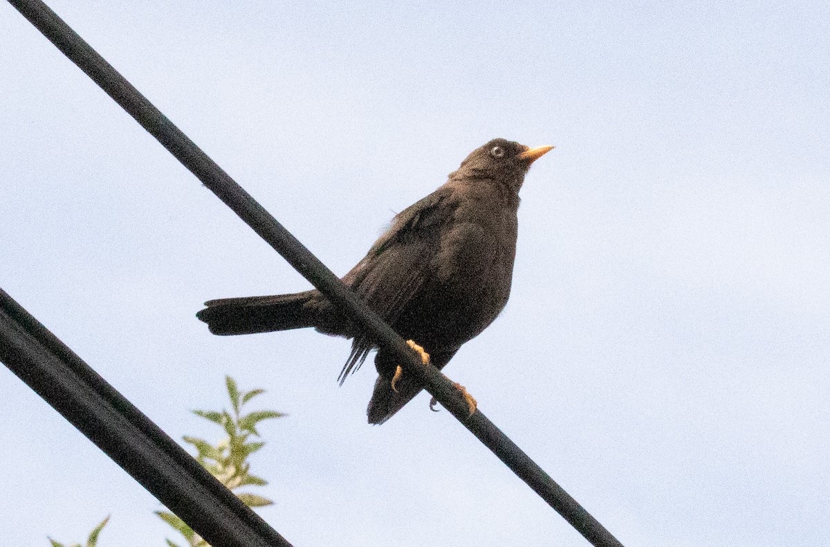 Merle fuligineux - ML646095944