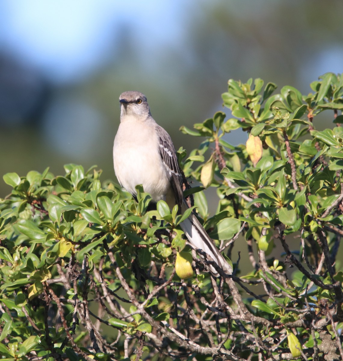 Northern Mockingbird - ML646095946