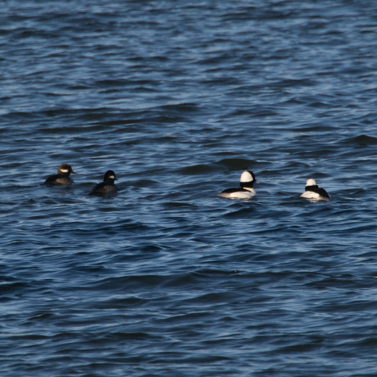 Bufflehead - ML646095950
