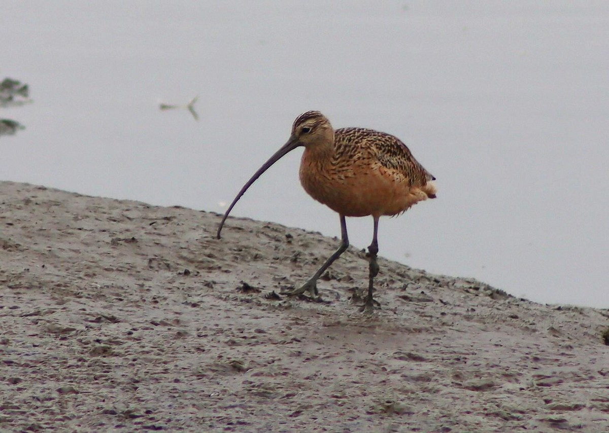 koliha americká - ML646095952