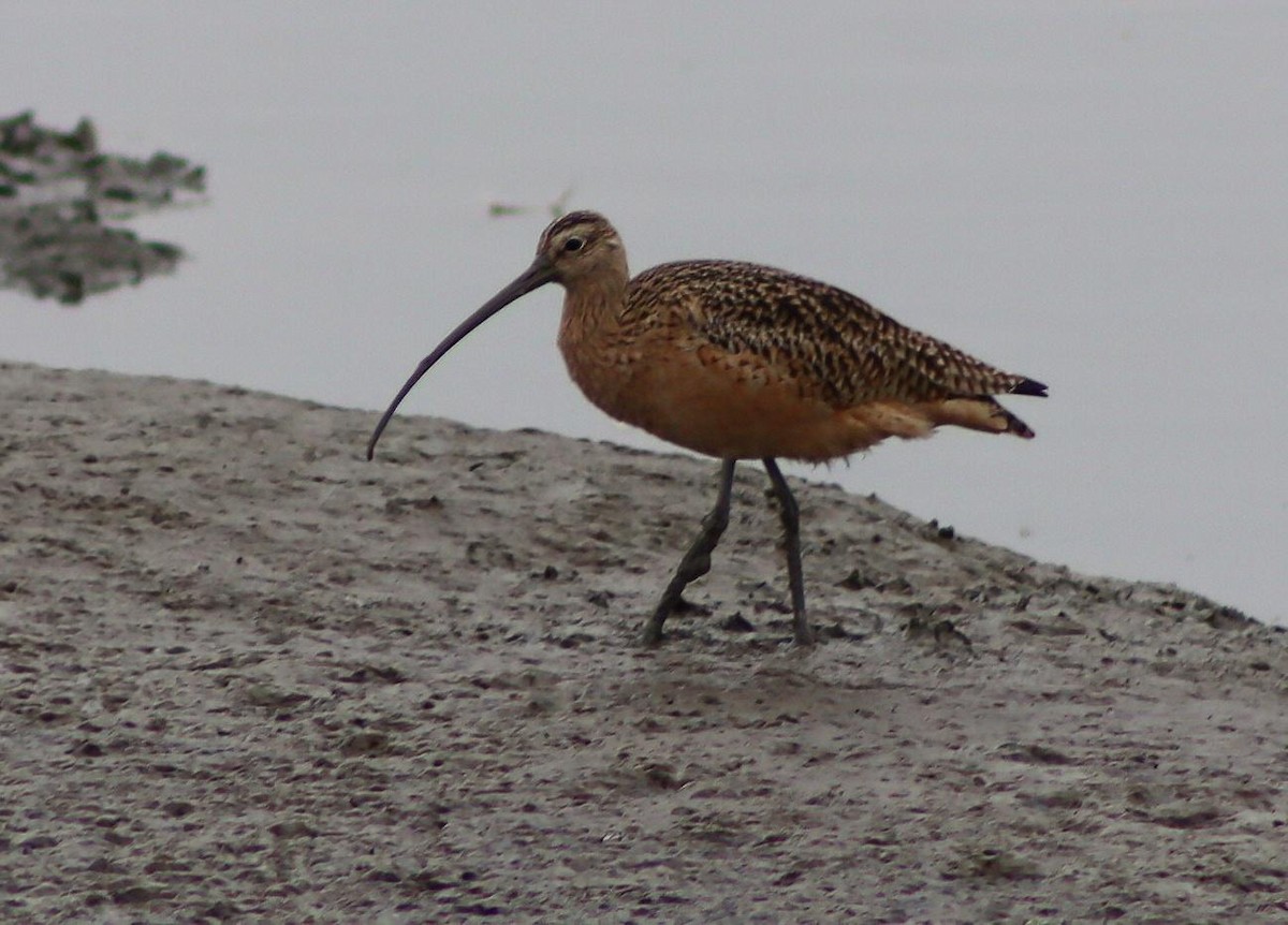 koliha americká - ML646095953