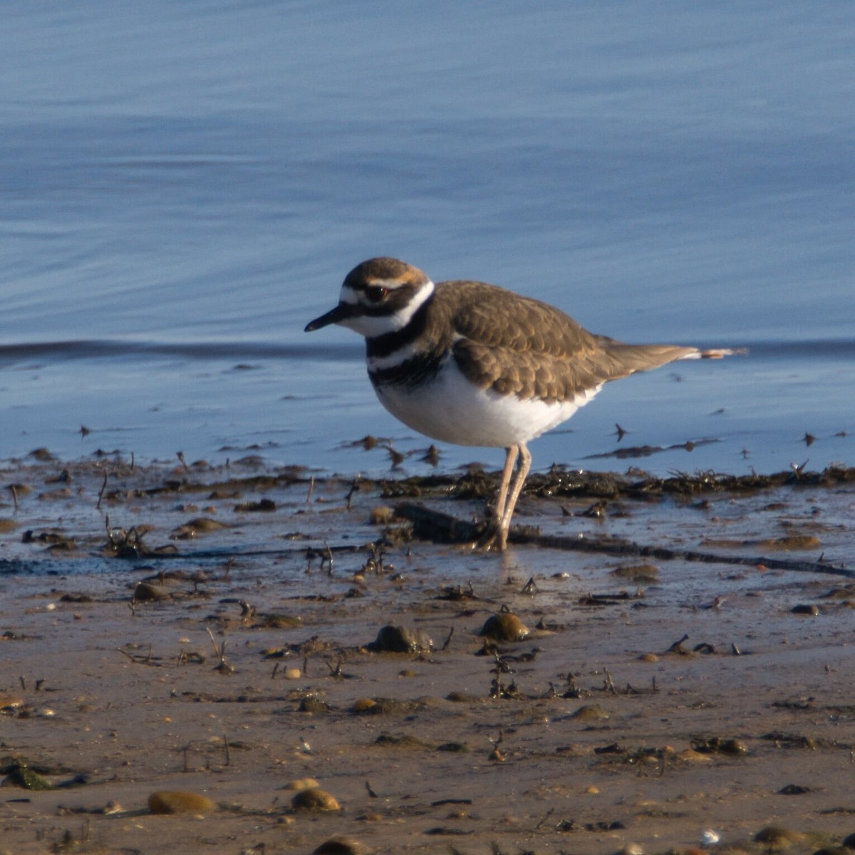Killdeer - ML646095954