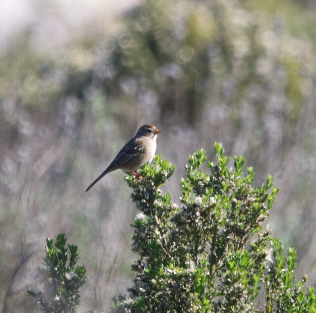 White-crowned Sparrow - ML646095955