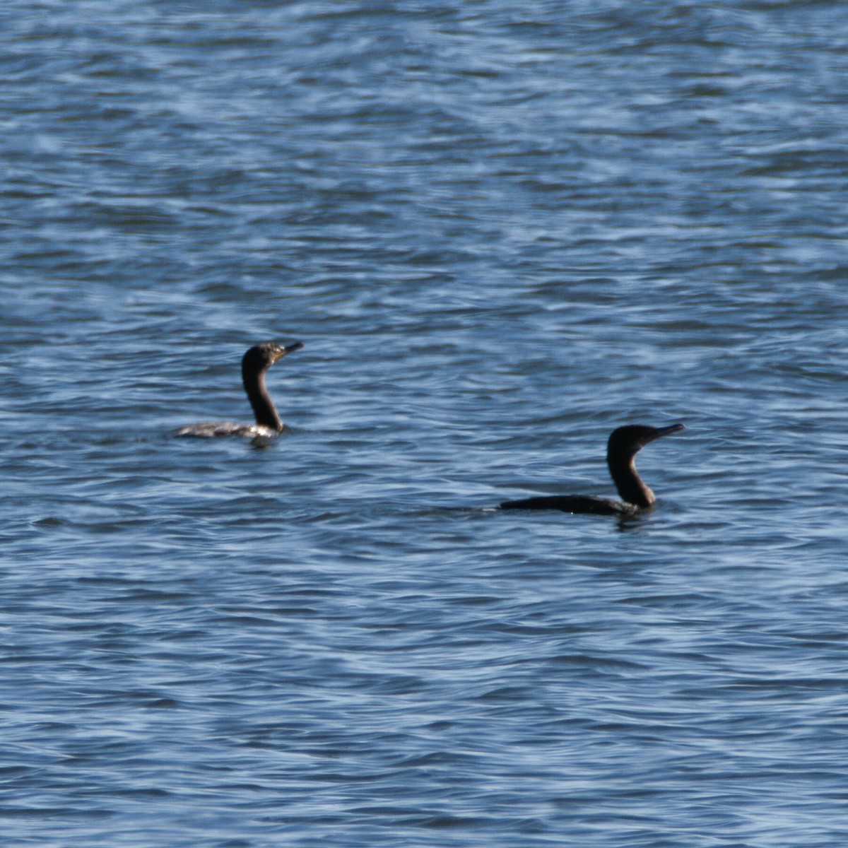 Double-crested Cormorant - ML646095960